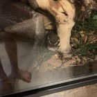 Selling my girl Shego and wanted to give the people of this sub a chance first. Orlando, FL area. $650 all items. Almost everything you need.