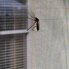 What is this mosquito that looks like it’s juiced up. Like an inch big.