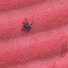 Asian Tiger mosquito in the Bronx NY