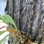 Plant identification request