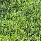 Tips for a Beginner: Questions about weed control and new seeds