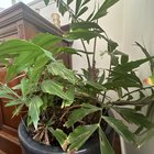 Fishtail palm isn’t doing so well. Could it be the soil or perhaps watering?