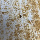 I’m desperate please save my bees!