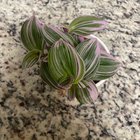 Any clue on what kind of plant she is? I’m thinking a tradescantia but any idea! Thanks guys