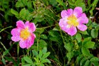 The Origin of the Prairie Rose