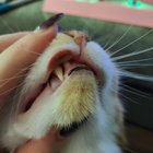 Does anyone have any idea what my potato orange could've done to get this?