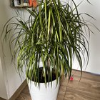 Help, my dracaena marginata is losing so many leaves all of a sudden