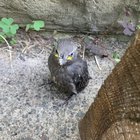 Just joined for this question: what is this little soldier here? It’s not afraid of me. I assume it’s adolescent, and/or diseased or sick. Tips?