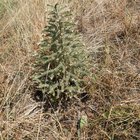 Weird Mediterranean plant