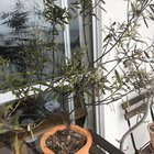 Help save my dad’s plants.