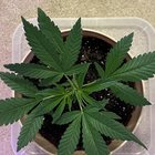 will she make it? 🥹