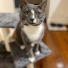 Meet Major Tom. 2.5 weeks post enucleation, 5 days post adoption.